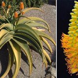 Aloe thraskii (South Africa) available 8.5cm, 10.5cm and 15-20cm Ø